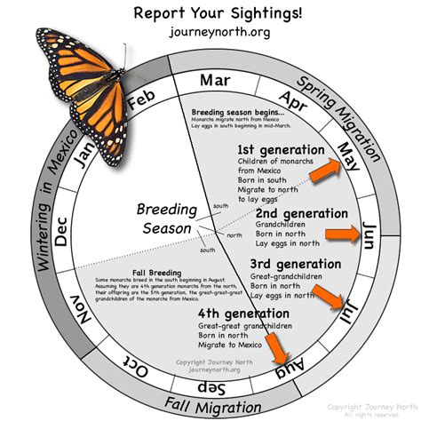 Age: Understanding the Lifespan of Butterflies