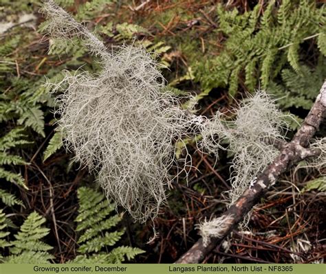 Age and Growth Patterns of Usnea Lichen