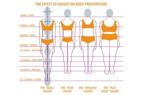 An Examination of Her Body Measurements and Physique