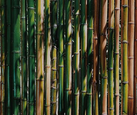 Beyond Beauty: Exploring the Diversity of Bamboo and Its Varieties