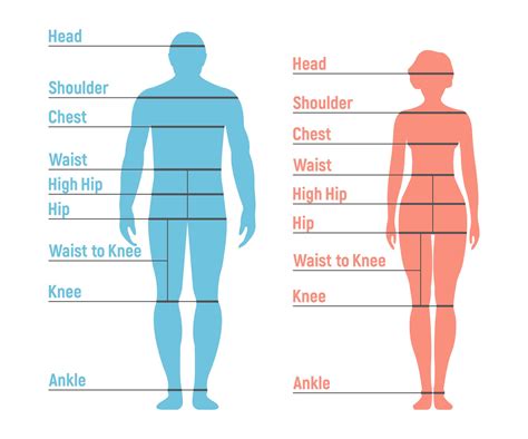 Body Measurements and Physical Attributes