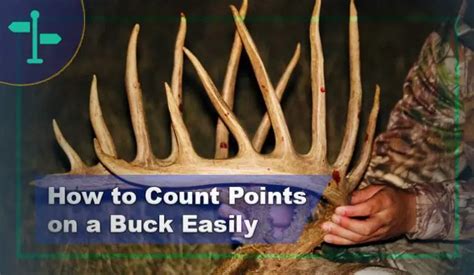 Counting the Bucks: Evaluating Kelley Wild's Financial Status