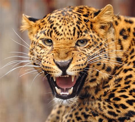 Discover Jagg The Jaguar's Age