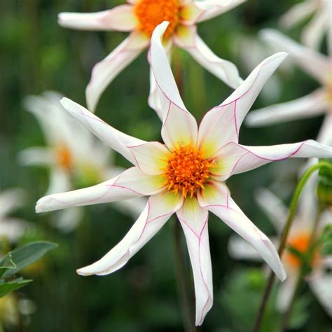 Diving into the Physical Appearance and Height of Dahlia Star