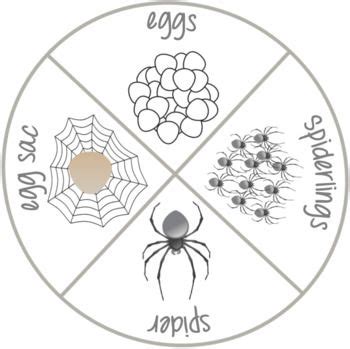 Early Life and Childhood of Kinkie Spider