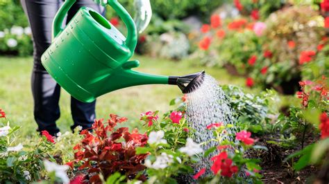 Effective Techniques for Properly Watering Your Garden to Promote Optimal Growth