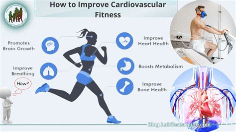 Enhanced Cardiovascular Health and Fitness Levels