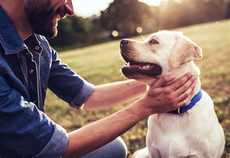 Essential Tips for Building a Successful Pet-Owner Relationship