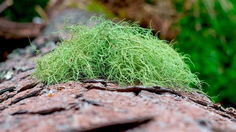 Evaluating the Value of Usnea Lichen