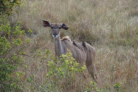 Exploring the Enigmatic Qualities of the Enchanting Antelope