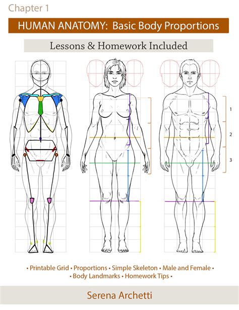 Figure: Ayana Sugita's Body Proportions