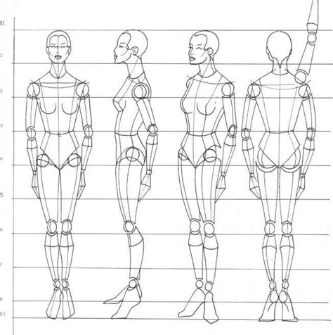 Figure: The body proportions of Wakaba Kaori