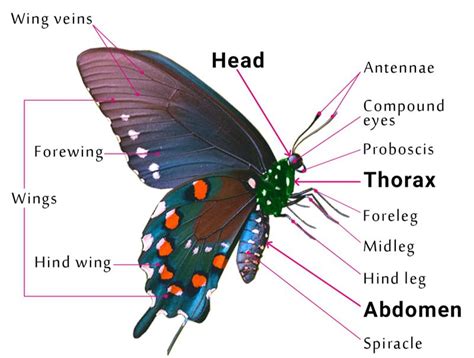 Figuring out the Fascinating Anatomy of Butterflies