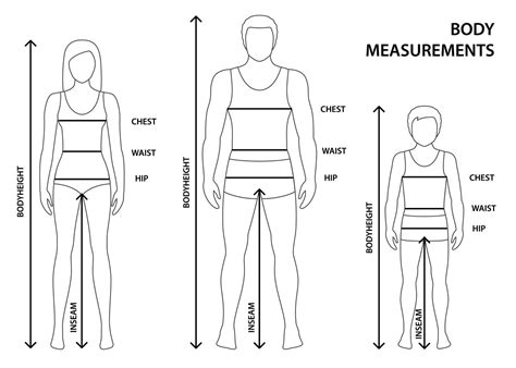 From Proportions to Measurements: Exploring Evi Fox's Body Dimensions