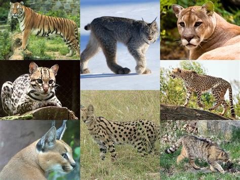 Height: Examining the Stature of Felidae Species