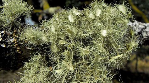 Height and Habitat Preferences of Usnea Lichen