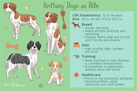 Height and Physical Attributes: Brittany Bod's Vital Statistics