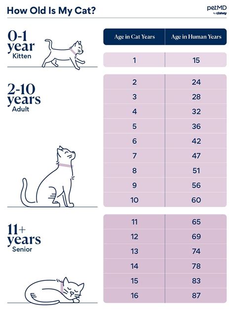 How Old is Kitty? Exploring the Star's Age