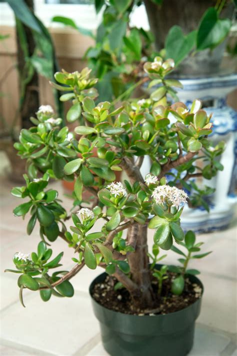 Jade Flower Height