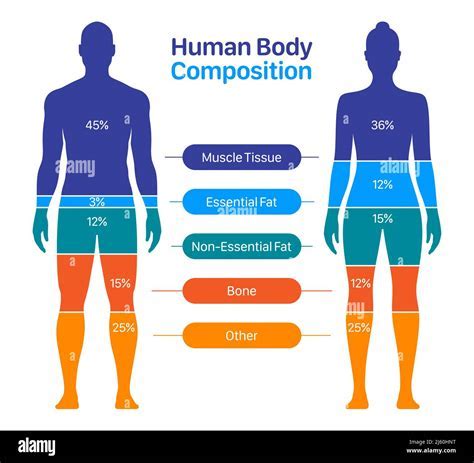 Physical Attributes: Presence and Body Stats