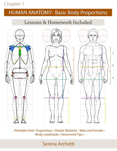 The Body Proportions: Impressions and Physical Characteristics