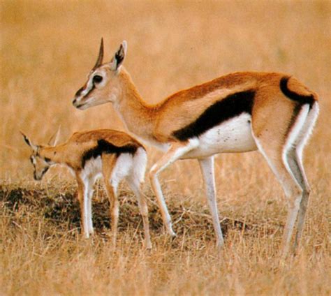 The Early Days and Life Story of the Adorable Gazelle