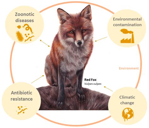 The Impact of the Red Fox on the Ecosystem