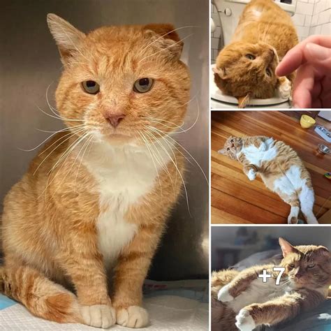 The Incredible Journey of a Feline Star: From Stray to Icon