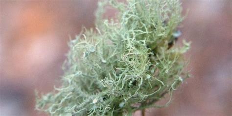 The Life and Works of Usnea Lichen