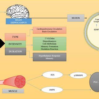 The Long-Term Effects of Physical Activity on Cognitive Function