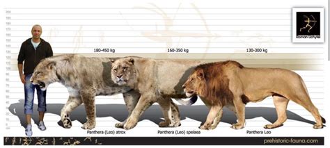 The Panther's Height: A Visual Comparison