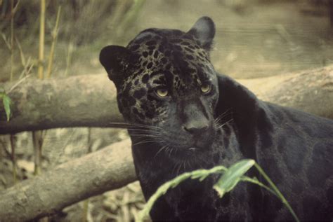 The Physical Characteristics of Jagg The Jaguar