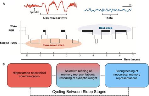 The Significance of Sleep for Memory Consolidation