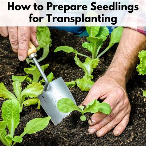 Tips for Successful Propagation and Transplanting