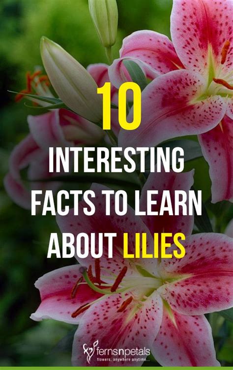 Trivia and Fun Facts: Exploring the Fascinating Side of Lily Xo