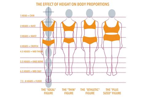 Understanding Jess's Body Measurements and Proportions