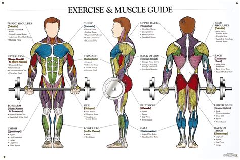 Understanding Sarayu's Physique and Fitness Routine