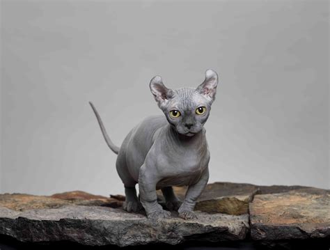 Unique Features: Embracing Hairless Cats in the Fashion Industry