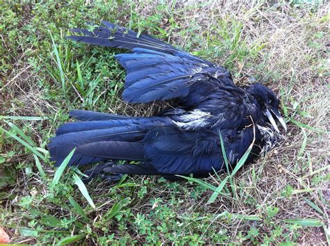 Unraveling: Who Was Crow Suicide?