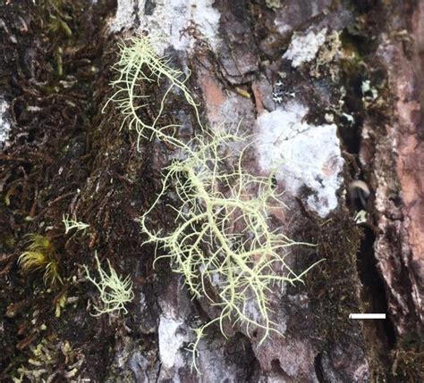 Unraveling the Unique Figure of Usnea Lichen