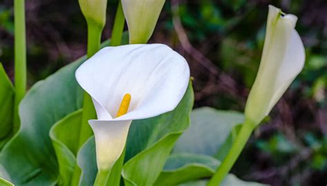 Unveiling Calla Angel's Wealth and Fortune