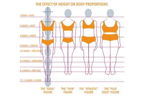 Unveiling Physical Proportions: The Fascination with Height