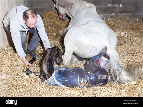 Unveiling White Mare's Age: From Birth to Present