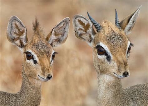 Unveiling the Wealth of the Adorable Antelope